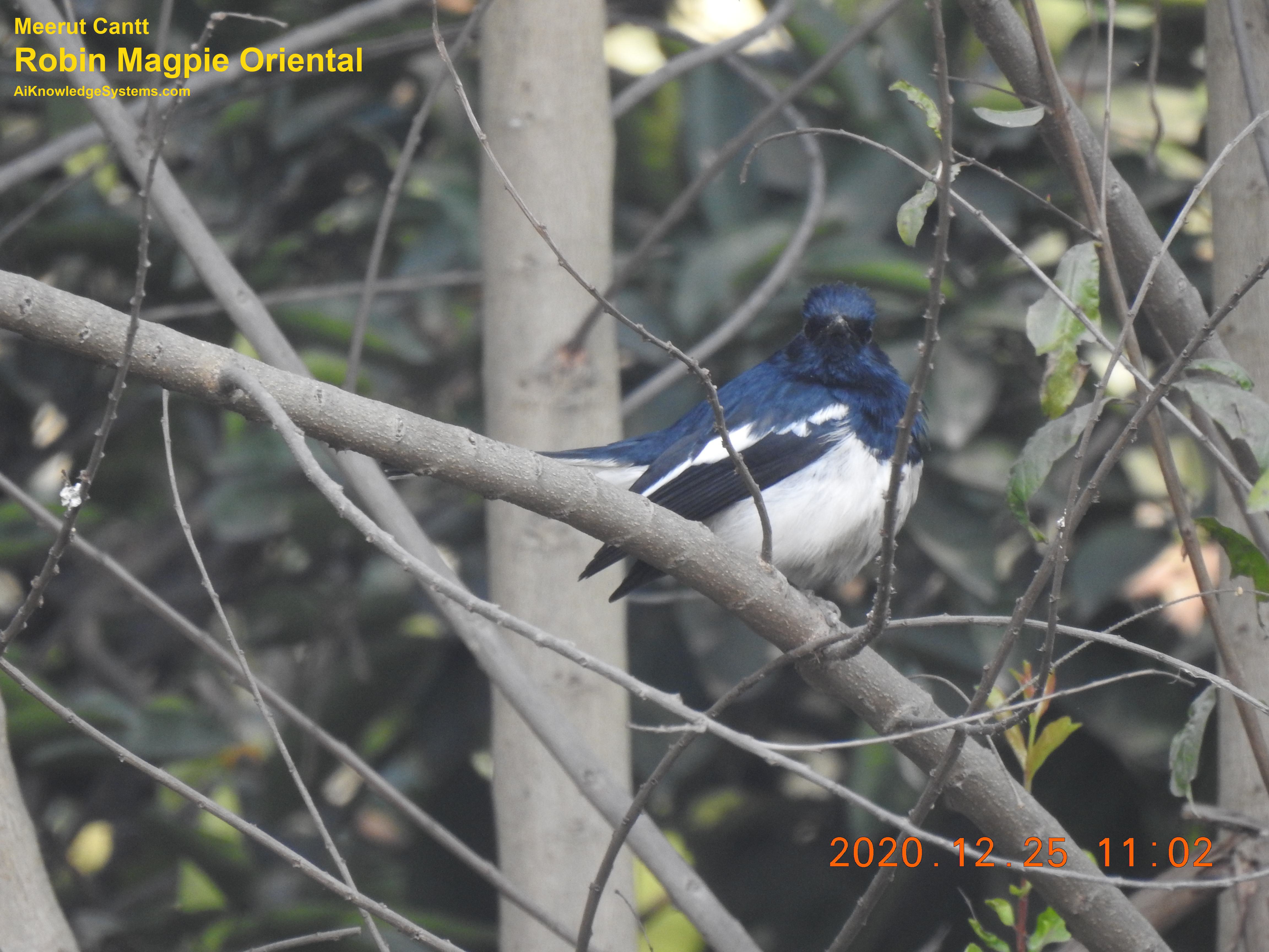 Magpie Robin (113) Coming Soon